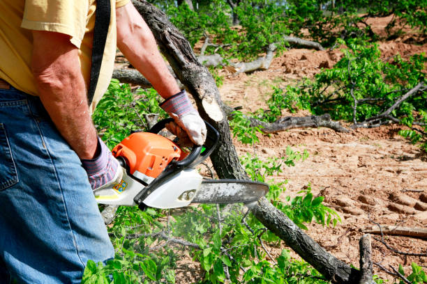 Best Emergency Tree Removal  in USA